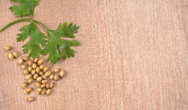 Kuru kişniş tohumları ile küçük bambu kaşığı ve yeşil taze kişniş yaprakları, Asya 'nın mutfağında bulunan ünlü baharatlar..