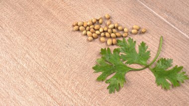 Kuru kişniş tohumları ile küçük bambu kaşığı ve yeşil taze kişniş yaprakları, Asya 'nın mutfağında bulunan ünlü baharatlar..