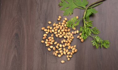 Kuru kişniş tohumları ile küçük bambu kaşığı ve yeşil taze kişniş yaprakları, Asya 'nın mutfağında bulunan ünlü baharatlar..