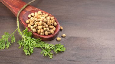 Kuru kişniş tohumları ile küçük bambu kaşığı ve yeşil taze kişniş yaprakları, Asya 'nın mutfağında bulunan ünlü baharatlar..