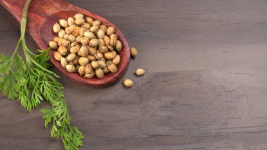 Kuru kişniş tohumları ile küçük bambu kaşığı ve yeşil taze kişniş yaprakları, Asya 'nın mutfağında bulunan ünlü baharatlar..