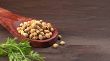 Kuru kişniş tohumları ile küçük bambu kaşığı ve yeşil taze kişniş yaprakları, Asya 'nın mutfağında bulunan ünlü baharatlar..