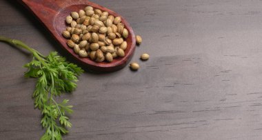 Kuru kişniş tohumları ile küçük bambu kaşığı ve yeşil taze kişniş yaprakları, Asya 'nın mutfağında bulunan ünlü baharatlar..