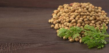 Kuru kişniş tohumları ve yeşil taze kişniş yaprakları. Asya 'nın mutfağında ünlü baharatlar..