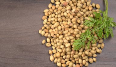 Kuru kişniş tohumları ve yeşil taze kişniş yaprakları. Asya 'nın mutfağında ünlü baharatlar..