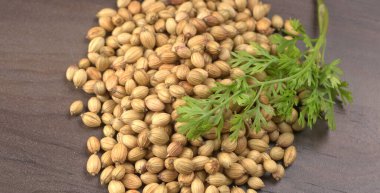 Kuru kişniş tohumları ve yeşil taze kişniş yaprakları. Asya 'nın mutfağında ünlü baharatlar..