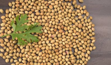 Kuru kişniş tohumları ve yeşil taze kişniş yaprakları. Asya 'nın mutfağında ünlü baharatlar..