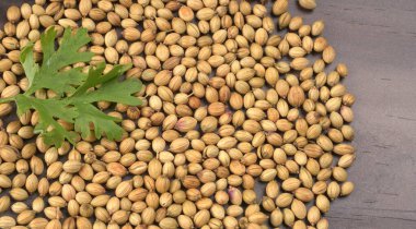 Kuru kişniş tohumları ve yeşil taze kişniş yaprakları. Asya 'nın mutfağında ünlü baharatlar..