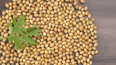 Kuru kişniş tohumları ve yeşil taze kişniş yaprakları. Asya 'nın mutfağında ünlü baharatlar..