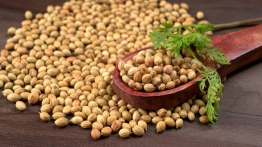 Kuru kişniş tohumları ile küçük bambu kaşığı ve yeşil taze kişniş yaprakları, Asya 'nın mutfağında bulunan ünlü baharatlar..