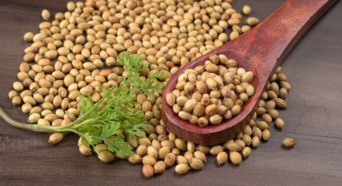 Kuru kişniş tohumları ile küçük bambu kaşığı ve yeşil taze kişniş yaprakları, Asya 'nın mutfağında bulunan ünlü baharatlar..