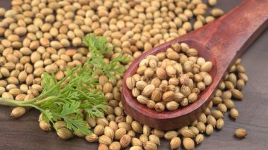 Kuru kişniş tohumları ile küçük bambu kaşığı ve yeşil taze kişniş yaprakları, Asya 'nın mutfağında bulunan ünlü baharatlar..