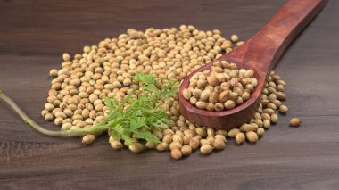 Kuru kişniş tohumları ile küçük bambu kaşığı ve yeşil taze kişniş yaprakları, Asya 'nın mutfağında bulunan ünlü baharatlar..