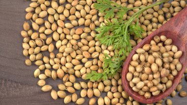 Kuru kişniş tohumları ile küçük bambu kaşığı ve yeşil taze kişniş yaprakları, Asya 'nın mutfağında bulunan ünlü baharatlar..