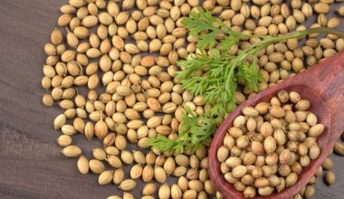 Kuru kişniş tohumları ile küçük bambu kaşığı ve yeşil taze kişniş yaprakları, Asya 'nın mutfağında bulunan ünlü baharatlar..