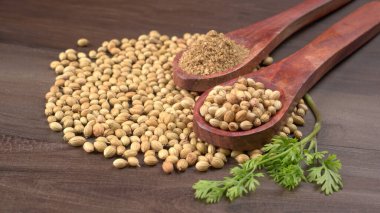 Kuru kişniş tohumları ile küçük bambu kaşıkları ve yeşil taze kişniş yaprakları, Asya 'nın mutfağında bulunan ünlü baharatlar..