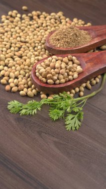 Kuru kişniş tohumları ile küçük bambu kaşıkları ve yeşil taze kişniş yaprakları, Asya 'nın mutfağında bulunan ünlü baharatlar..