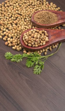 Kuru kişniş tohumları ile küçük bambu kaşıkları ve yeşil taze kişniş yaprakları, Asya 'nın mutfağında bulunan ünlü baharatlar..