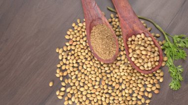 Kuru kişniş tohumları ile küçük bambu kaşıkları ve yeşil taze kişniş yaprakları, Asya 'nın mutfağında bulunan ünlü baharatlar..