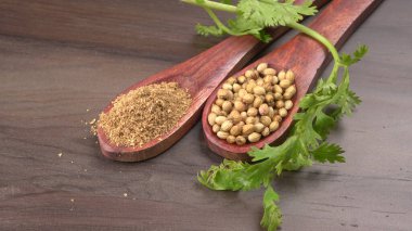 Kuru kişniş tohumları ile küçük bambu kaşıkları ve yeşil taze kişniş yaprakları, Asya 'nın mutfağında bulunan ünlü baharatlar..