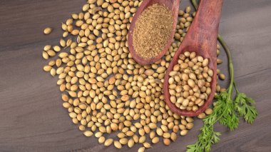 Kuru kişniş tohumları ile küçük bambu kaşıkları ve yeşil taze kişniş yaprakları, Asya 'nın mutfağında bulunan ünlü baharatlar..