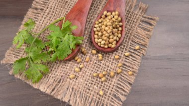 Kuru kişniş tohumları ile küçük bambu kaşıkları ve yeşil taze kişniş yaprakları, Asya 'nın mutfağında bulunan ünlü baharatlar..