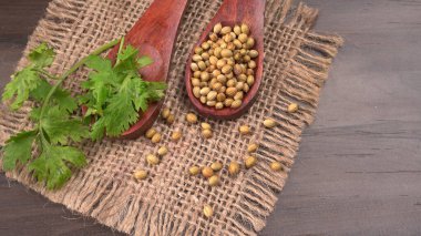 Kuru kişniş tohumları ile küçük bambu kaşıkları ve yeşil taze kişniş yaprakları, Asya 'nın mutfağında bulunan ünlü baharatlar..
