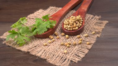 Kuru kişniş tohumları ile küçük bambu kaşıkları ve yeşil taze kişniş yaprakları, Asya 'nın mutfağında bulunan ünlü baharatlar..