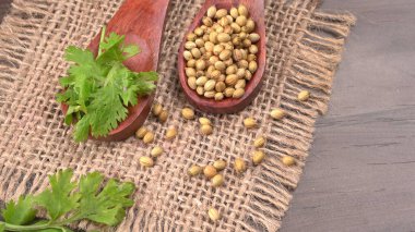 Kuru kişniş tohumları ile küçük bambu kaşıkları ve yeşil taze kişniş yaprakları, Asya 'nın mutfağında bulunan ünlü baharatlar..