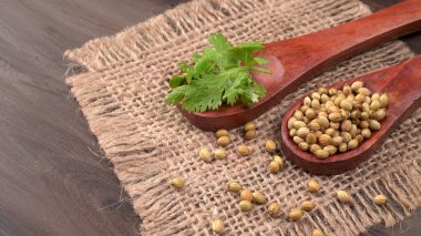 Kuru kişniş tohumları ile küçük bambu kaşıkları ve yeşil taze kişniş yaprakları, Asya 'nın mutfağında bulunan ünlü baharatlar..