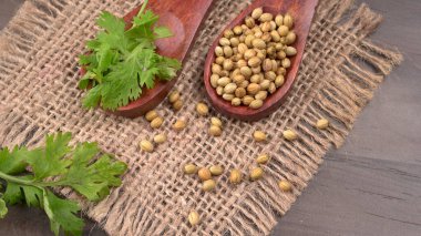 Kuru kişniş tohumları ile küçük bambu kaşıkları ve yeşil taze kişniş yaprakları, Asya 'nın mutfağında bulunan ünlü baharatlar..