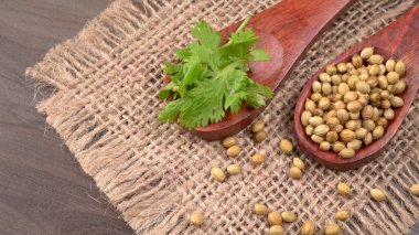 Kuru kişniş tohumları ile küçük bambu kaşıkları ve yeşil taze kişniş yaprakları, Asya 'nın mutfağında bulunan ünlü baharatlar..