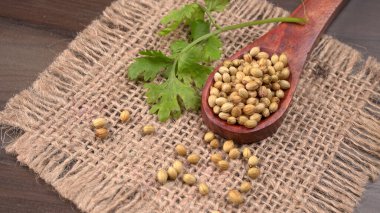 Kuru kişniş tohumları ile küçük bambu kaşığı ve yeşil taze kişniş yaprakları, Asya 'nın mutfağında bulunan ünlü baharatlar..