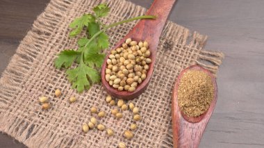 Kuru kişniş tohumları ile küçük bambu kaşıkları ve yeşil taze kişniş yaprakları, Asya 'nın mutfağında bulunan ünlü baharatlar..