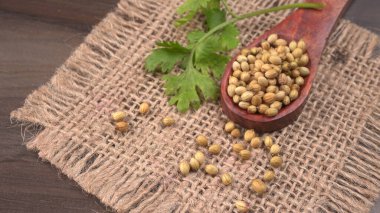 Kuru kişniş tohumları ile küçük bambu kaşığı ve yeşil taze kişniş yaprakları, Asya 'nın mutfağında bulunan ünlü baharatlar..