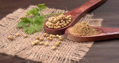 Kuru kişniş tohumları ile küçük bambu kaşıkları ve yeşil taze kişniş yaprakları, Asya 'nın mutfağında bulunan ünlü baharatlar..