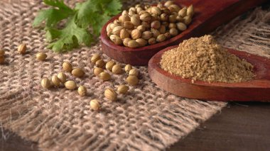 Kuru kişniş tohumları ile küçük bambu kaşıkları ve yeşil taze kişniş yaprakları, Asya 'nın mutfağında bulunan ünlü baharatlar..