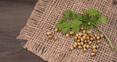 Kuru kişniş tohumları ve yeşil taze kişniş yaprakları. Asya 'nın mutfağında ünlü baharatlar..