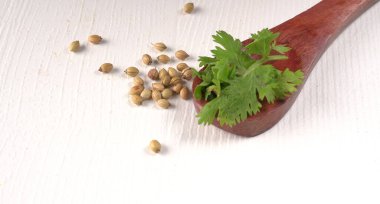 Kuru kişniş tohumları ile küçük bambu kaşıkları ve yeşil demet kişniş yaprakları, beyaz arka planda ünlü baharatlar.