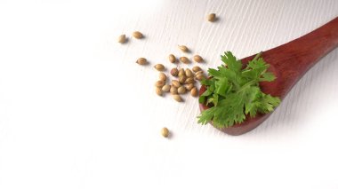 Kuru kişniş tohumları ile küçük bambu kaşıkları ve yeşil demet kişniş yaprakları, beyaz arka planda ünlü baharatlar.