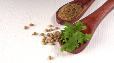 Kuru kişniş tohumları ile küçük bambu kaşıkları ve yeşil demet kişniş yaprakları, beyaz arka planda ünlü baharatlar.