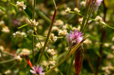 Yazın çayırdaki çiçekler 