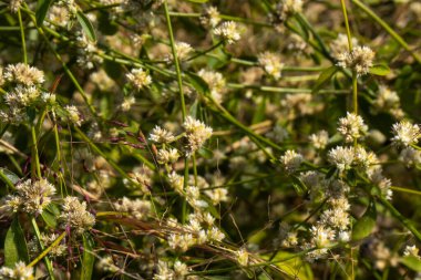 Yazın çayırdaki çiçekler 