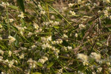 Yazın çayırdaki çiçekler 