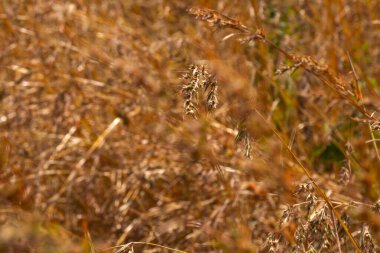 Buğday tarlası, yakın çekim, seçici odaklanma. yüksek kaliteli fotoğraf