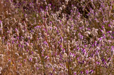 Kurumuş çimenlerin üzerindeki mor çiçekler. Yaklaş.