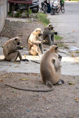 Yollarda oturan maymunlar