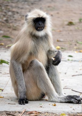 Maymunu yere yakın tut.