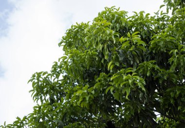 Bir mango ağacının yakınında. 