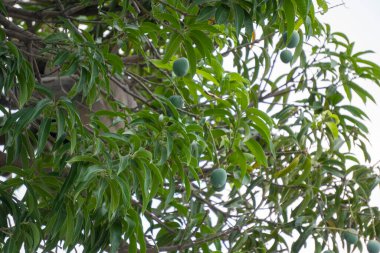 Bir mango ağacının yakınında. 